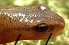 Augenstreif vorhanden